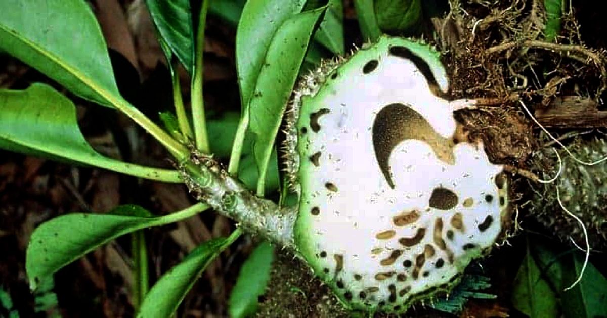 Sarang Semut Herbal Khas Papua Kaya Antioksidan