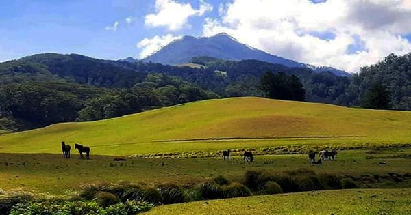 Cagar Alam Gunung Mutis Harmonisasi Alam Dan Budaya NTT