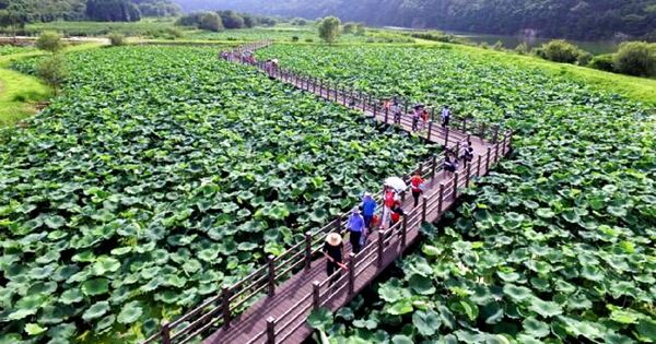 Objek Wisata Rahasia Untuk Dikunjungi Musim Panas Di Korea Selatan