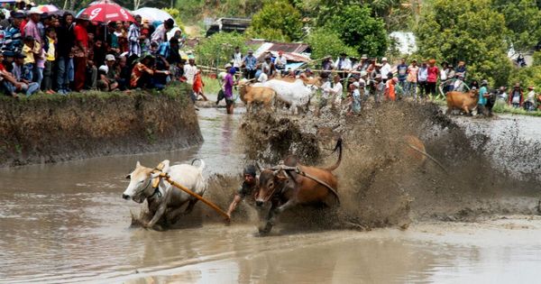 Keseruan Pacu Jawi Di Area Sawah Basah