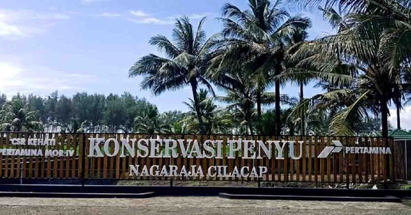 Konservasi Penyu Nagaraja Cilacap Untuk Jaga Ekosistem Laut