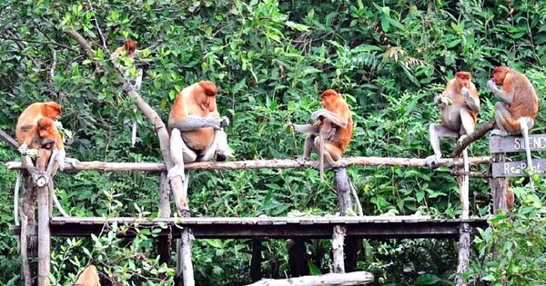 Hutan Mangrove Kalimantan Habitat Bekantan Si Monyet Unik