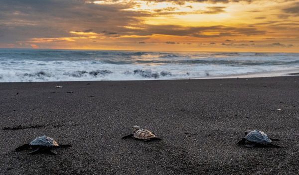 Film Konservasi Lingkungan, Wajah Baru Pariwisata Indonesia