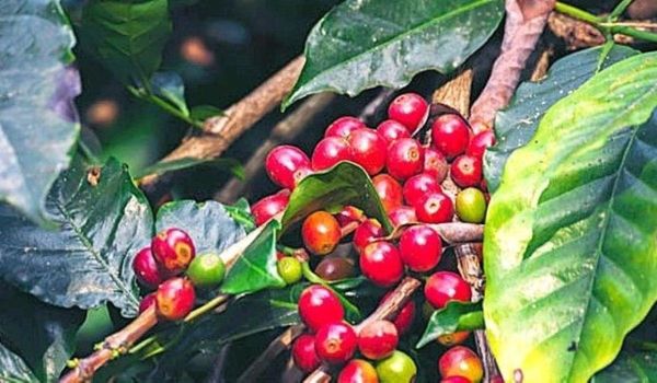 Kopi Arabika Java Preanger Makin Diminati Berkat Sertifikasi IG